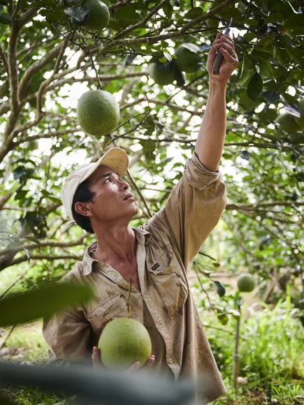A person wearing a light-coloured long-sleeve shirt and cap is harvesting large green fruits from a tree in an orchard. They are holding one fruit in their left hand while reaching up with a knife in their right hand to cut another fruit from the branch. The background shows dense green foliage and grass.