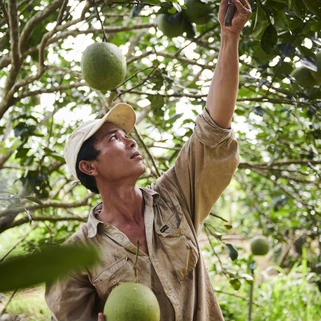 A person wearing a light-coloured long-sleeve shirt and cap is harvesting large green fruits from a tree in an orchard. They are holding one fruit in their left hand while reaching up with a knife in their right hand to cut another fruit from the branch. The background shows dense green foliage and grass.
